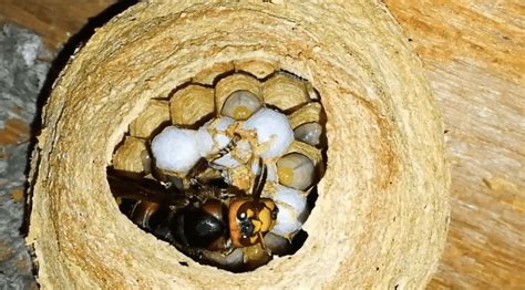 roundwrm larvae in attics