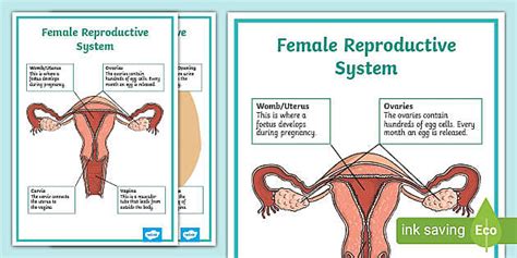 routine Of The Female Reproductive System