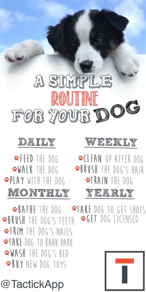 Dog on a routine