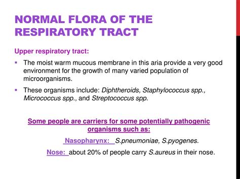 Uncovering the Hidden World of Routine Respiratory Flora: What You Need to Know