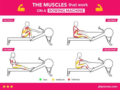 rowing machine muscles targeted