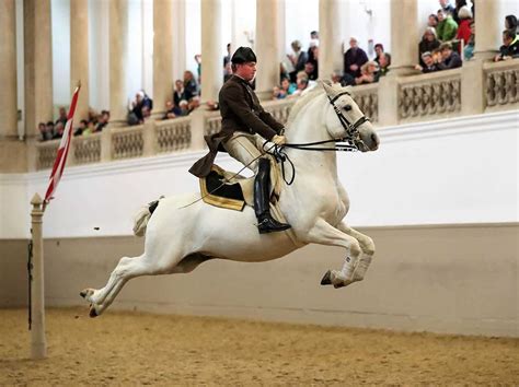 royal lipizzan stallion show vienna
