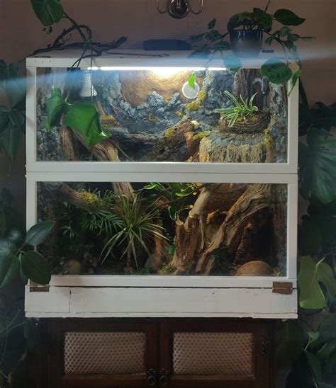 Royal Python Vivarium Temperature