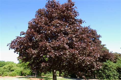 royal red norway maple tree facts