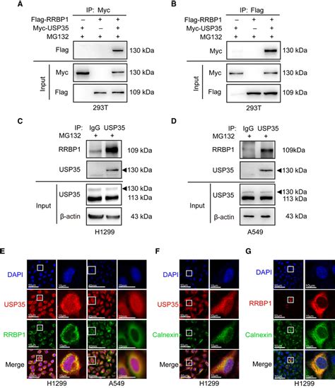 rrbp1b