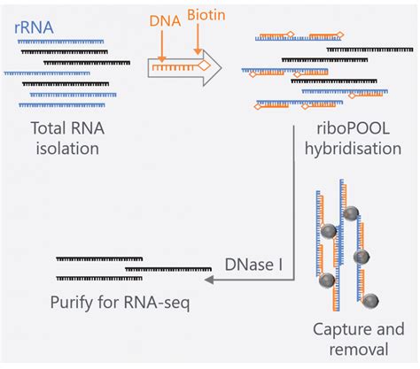 rrna depletion kit bacteria