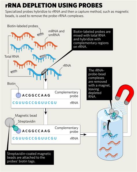 rrna depletion methods