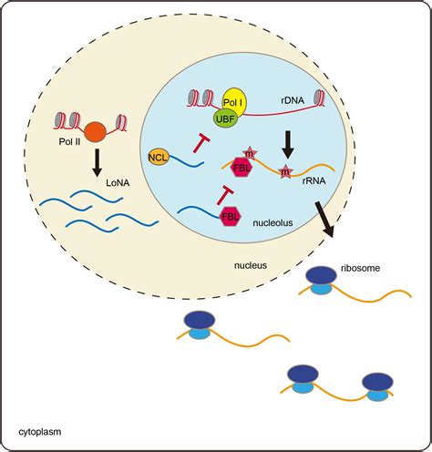 rrna function simple