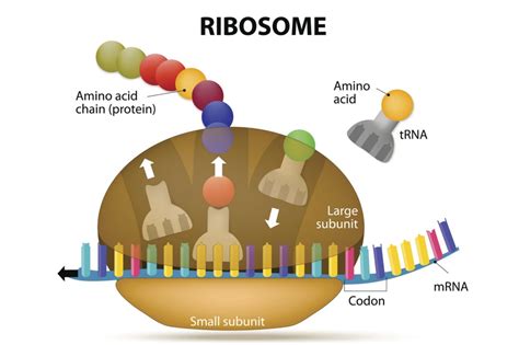 rrna in protein synthesis