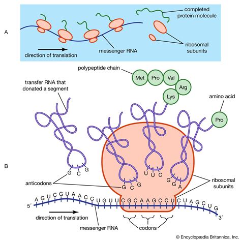 rrna location in the cell