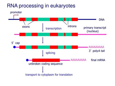rrna processing in eukaryotes
