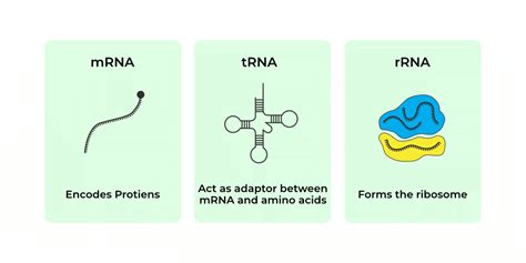 rrna stands for