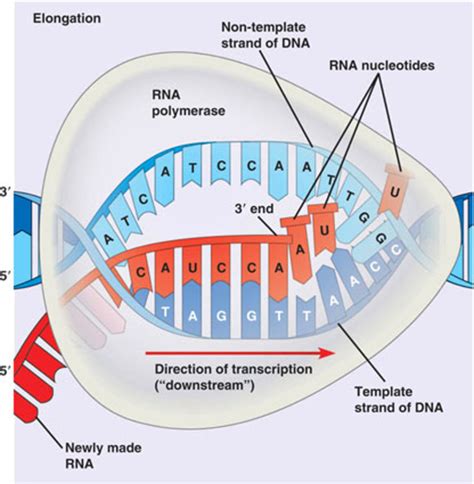 rrna transcription or translation