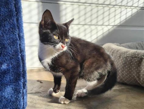 rspca cats for adoption southampton