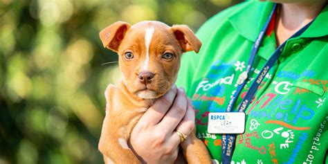 rspca puppies for adoption qld