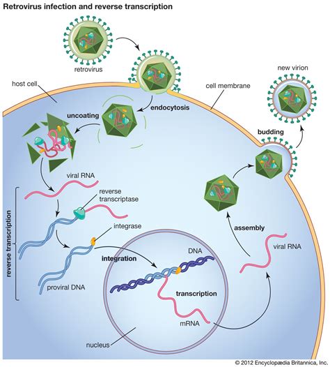 rsv virus rna or dna