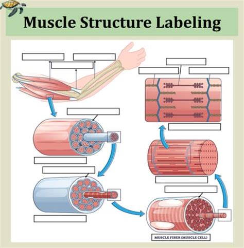 rt-labeling activity structure of muscle tissues