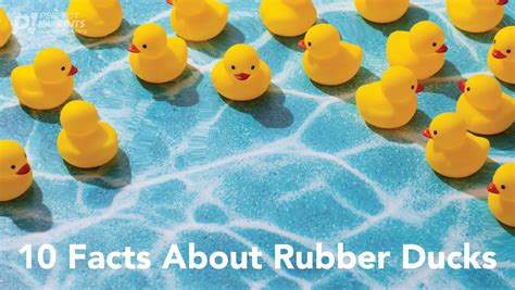 Rubber Ducks Facts