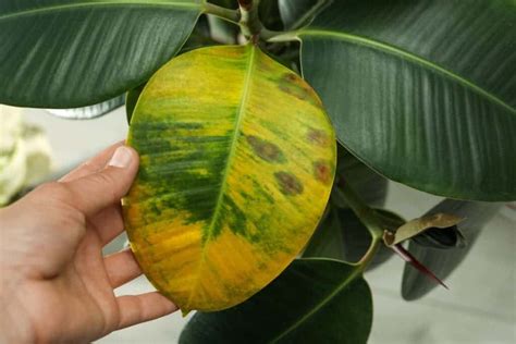 Rubber Plant Leaf Problems