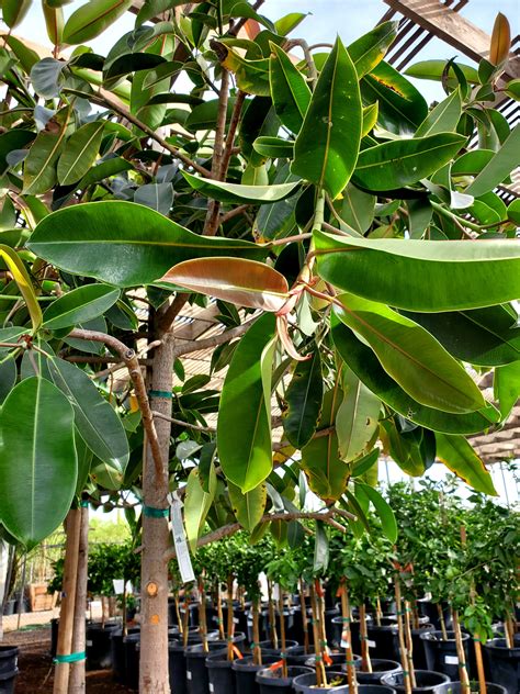 Rubber Tree Elastica