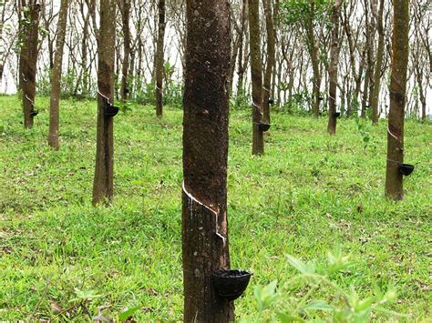 Rubber Tree Information