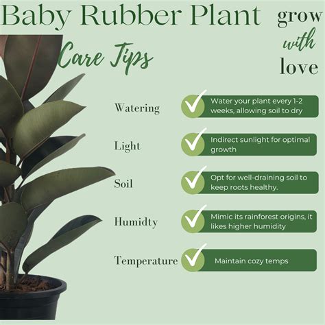 Rubber Tree Needs