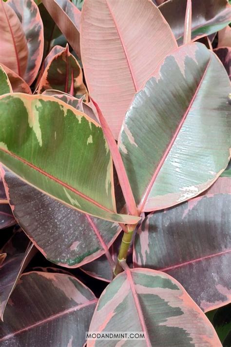 Rubber Tree Pink