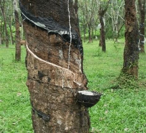 Rubber Tree Utilization