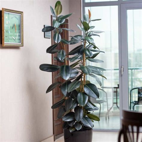 RUBBER TREE (Ficus elastica 