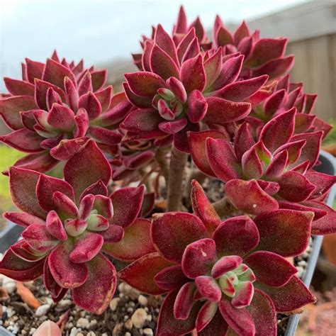 Green Ruby Succulents 100 Seeds 1000 in 2020 Flower seeds
