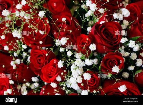 RubyAndRoses: Unveiling the Secret Elegance