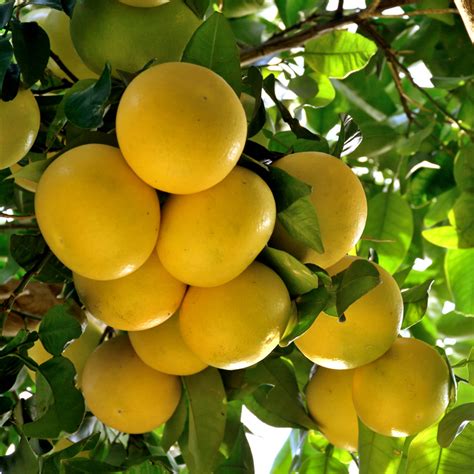 Ruby Red Grapefruit Tree Care