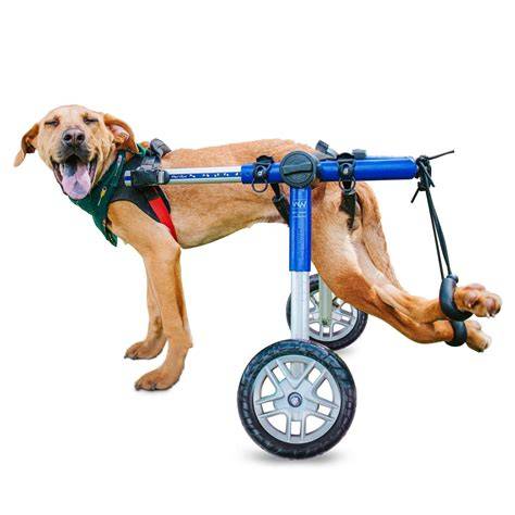Hunderollstuhl, Wheels Dog Wheelchair Für mittelgroße Hunde 1560 kg