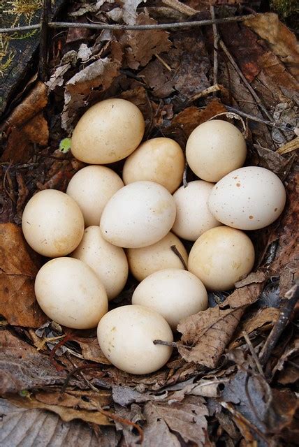 ruffed grouse eggs for sale