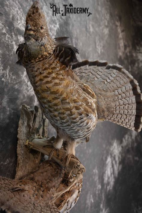 ruffed grouse for sale
