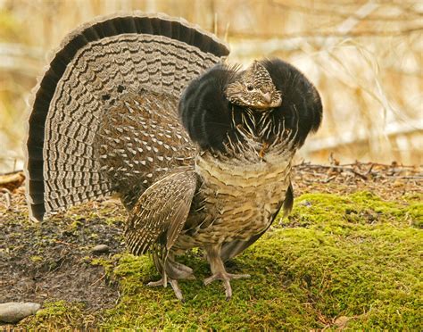 ruffed grouse habitat