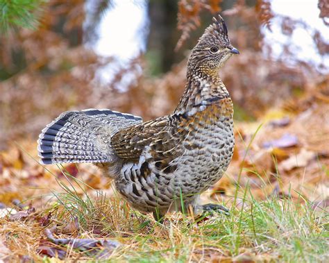 ruffed grouse sounds and calls