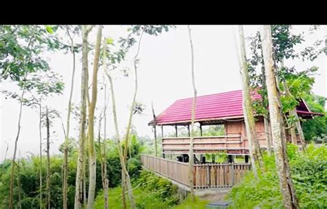 8 Potret Rumah Tengah Hutan Dodit Mulyanto, Tenang Tak Punya Tetangga