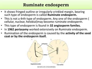 Ruminate Endosperm Is Found In Example