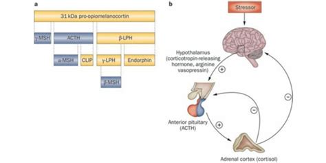 Runner's High Hormone