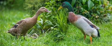 Runner Duck Or Drake