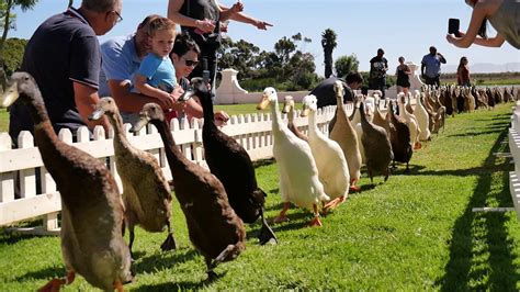 Runner Duck Parade