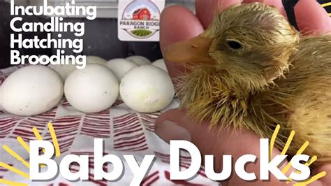 Runner Ducks Hatching