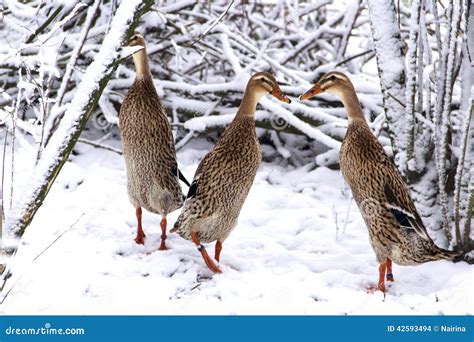 Runner Ducks Winter