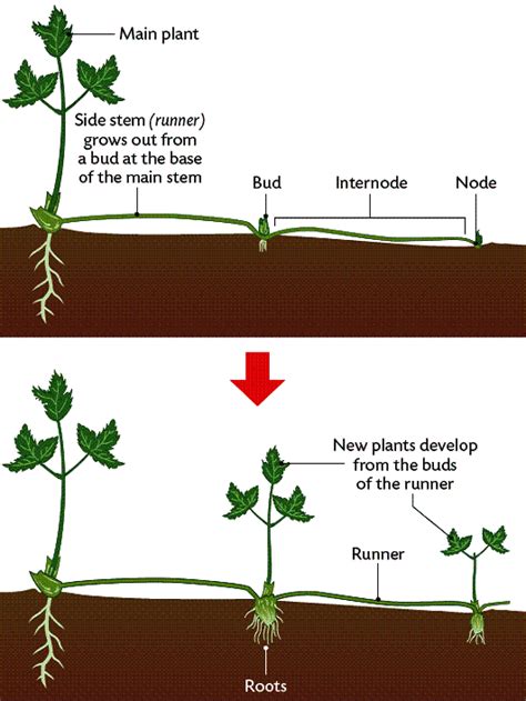 Runner Stem Examples