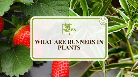 Runners Leaves Example