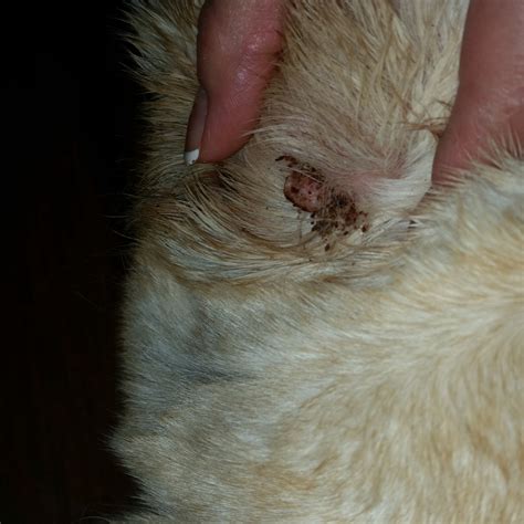 ruptured sebaceous cysts in dogs