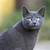 russian blue cat facts