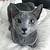 russian blue cat pictures
