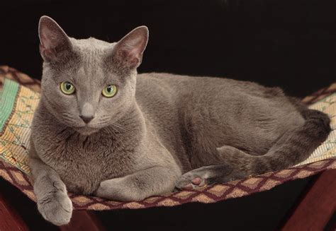 russian blue cat breed characteristics